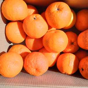 広島産伊予柑（いよかん)自慢の果実（ M.Lサイズ）10K