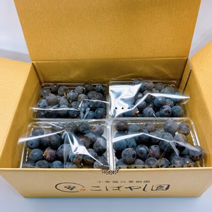 種なし巨峰加工用