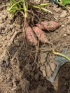 【5キロ】　訳アリ！むらさき芋！　市場には出回らない色鮮やかな紫芋