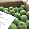 【大玉2Ｌ以上】四国の南高梅 (10ｋｇ) 5月末から順次発送