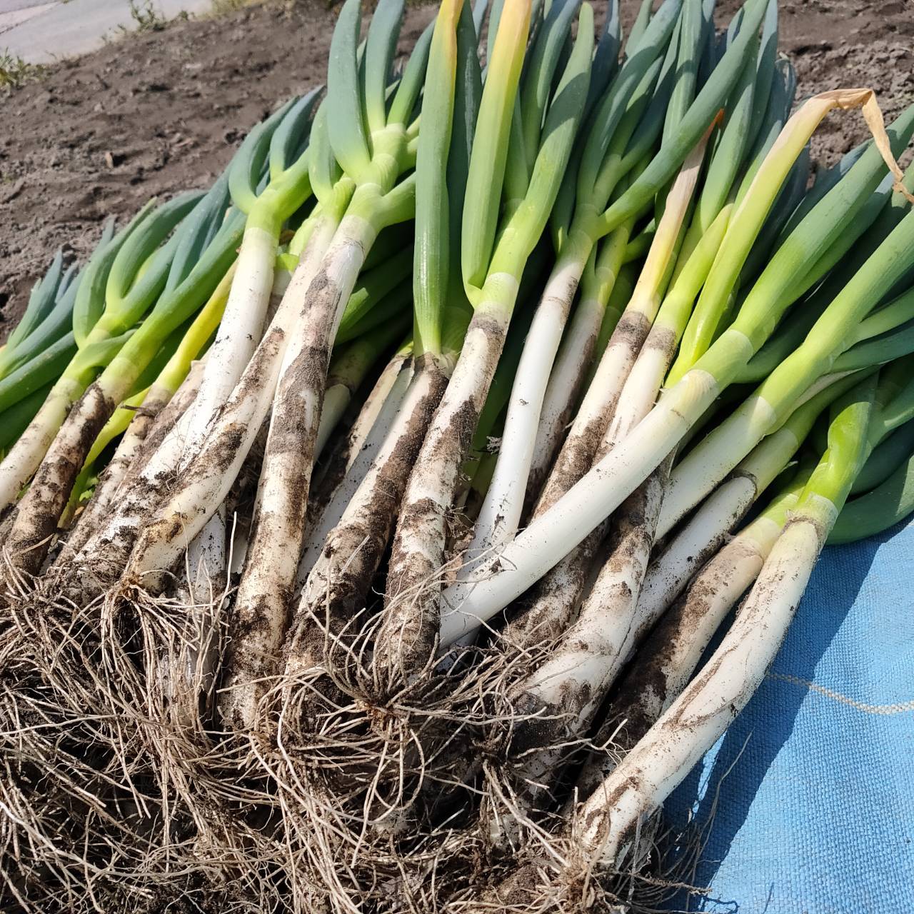 白ネギ長ネギは漢方では鳥取県産 土ネギ 20kg 白ネギ 長ネギ - 野菜