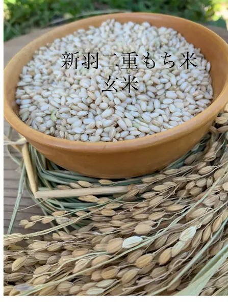 米令和5年新米 京都産 餅米玄米 もち米 羽二重 農薬不使用 有機肥料 10