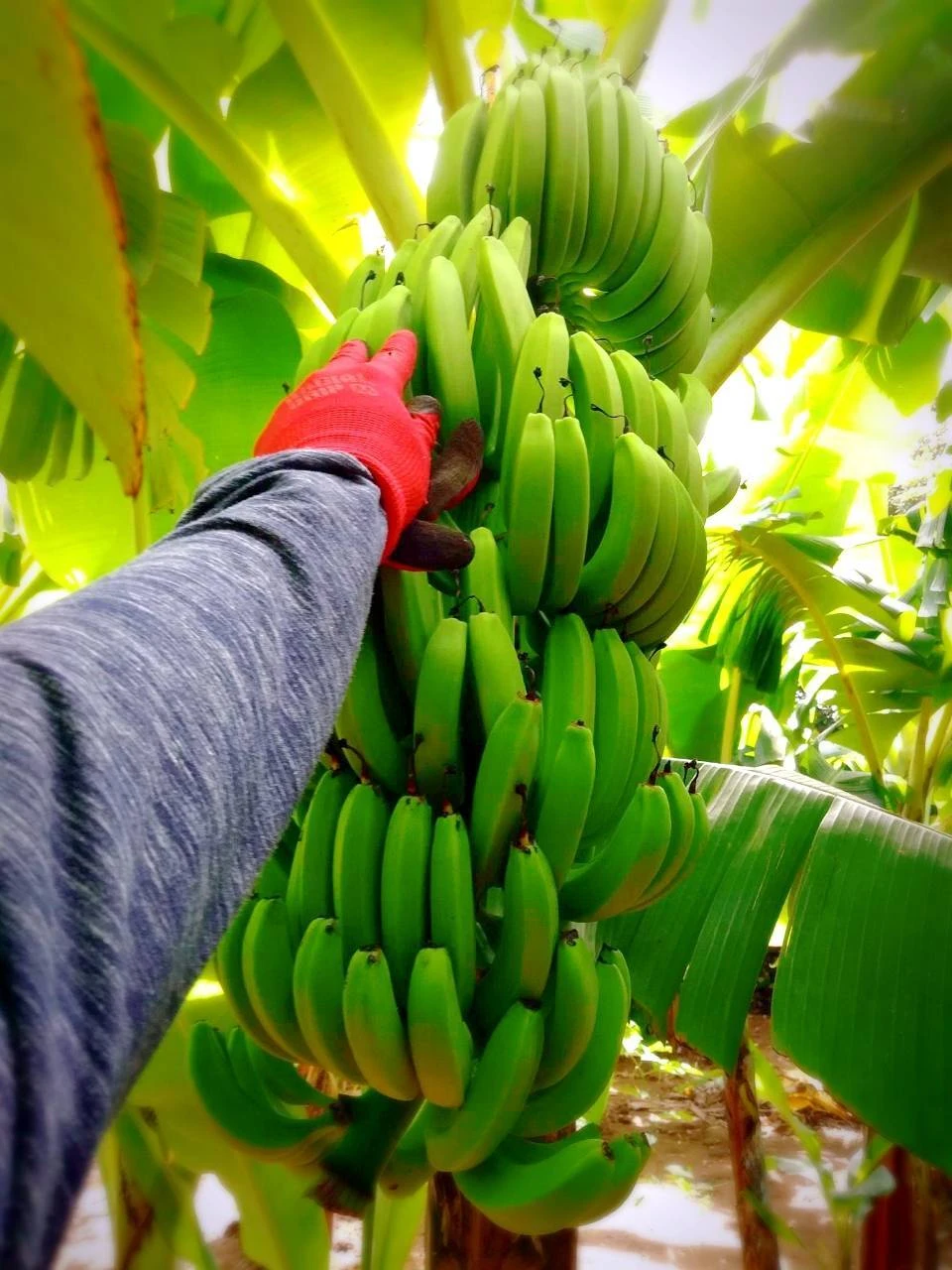 【農薬・化学肥料】幻の品種 国産バナナプチサイズ800g【栽培期間中不使用】