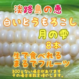 淡路島白いとうもろこし(月の雫)8本