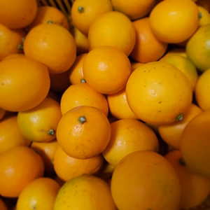 皮まで安全安心　マイヤーレモン　４㌔(22～30玉目安)