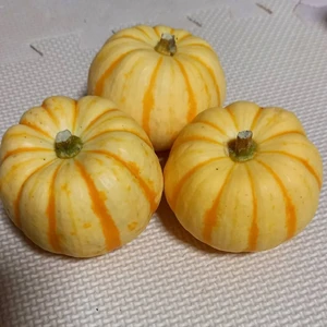 【栽培期間中農薬不使用】 プッチィーニ(ミニかぼちゃ)大きめ