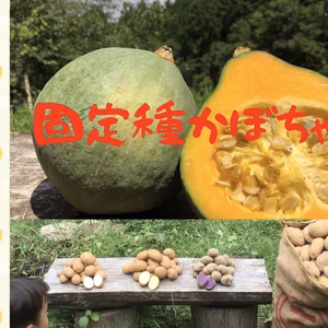 【限定販売】珍しい！じゃがいも3種3キロ食べ比べセット！に『かぼちゃ1玉』入り！
