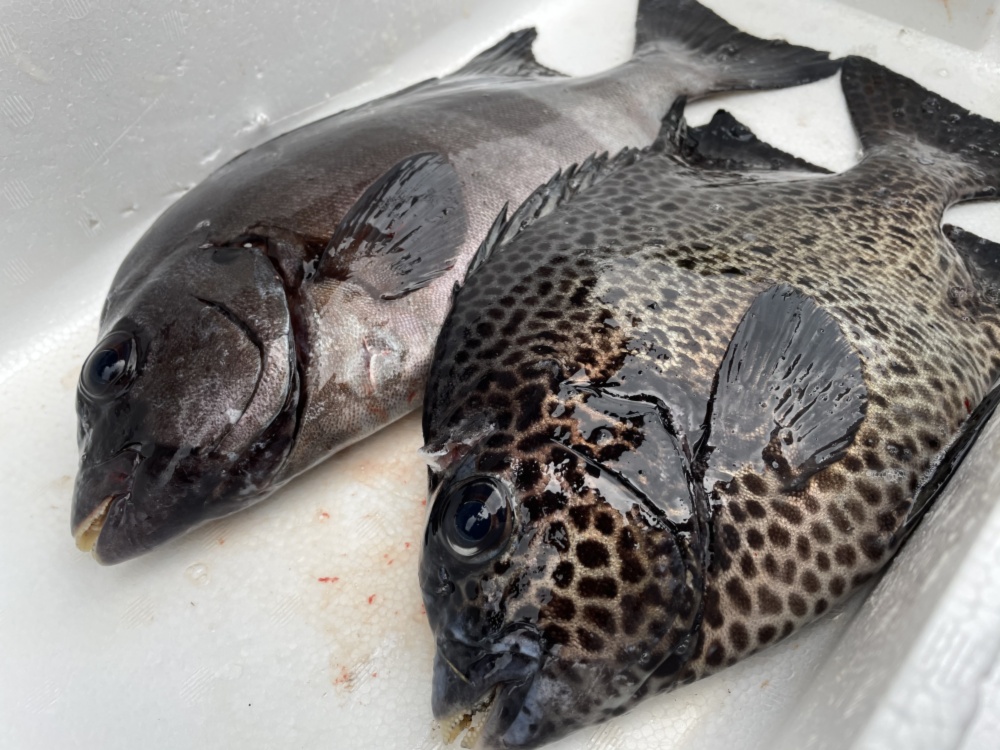魚突き 石鯛800g イシガキダイ800g 鱗 下処理済み 農家漁師から産地直送の通販 ポケットマルシェ
