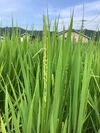 ミロク環境玄米/白米.(農薬・化学肥料等使用ゼロ)