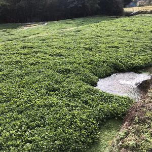 【農業体験】伊豆の下田でクレソン刈り体験！生産者とクレソンバーガー作り