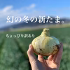 【ちょぴり訳あり】子どもたちがパクパク食べちゃう♪幻の冬の新たまねぎ