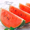 甘～い夏すいか 尾花沢小玉すいか・紅小紅 山形県産【予約販売】 
