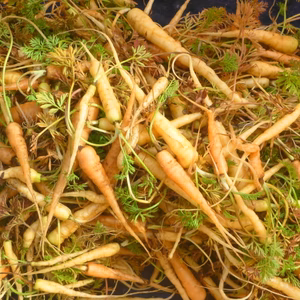 春のお目覚め・越冬！サラダ人参＆アサツキ＊農薬/化学肥料・不使用