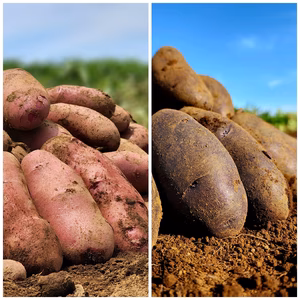 ノーザンルビーとシャドークイーンのセット!!