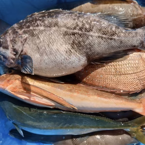 【何が届くかお楽しみ】深浦の天然鮮魚セット！