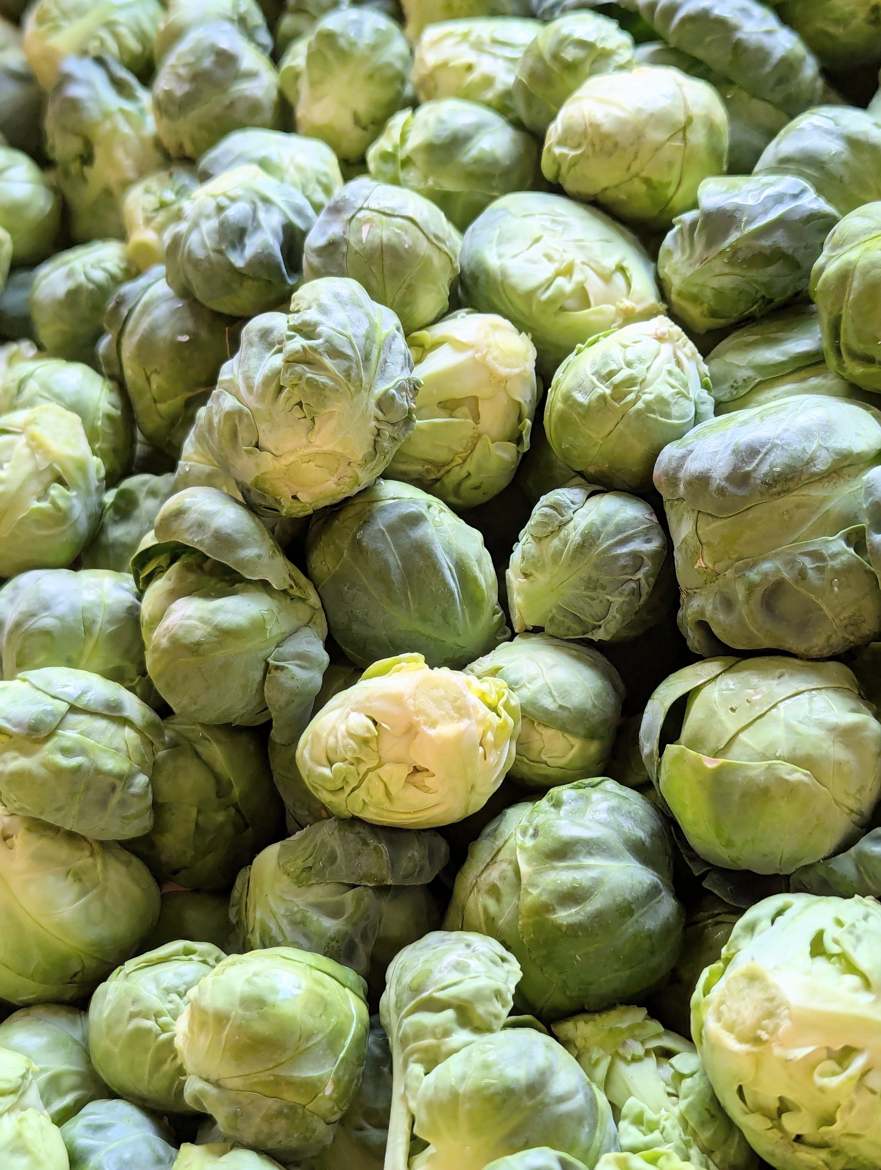 大好評 増量(^^♪】 双葉農園の“芽キャベツ“｜キャベツの商品詳細