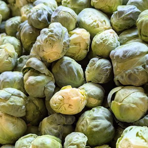 1月発【予約増量(^^♪】 双葉農園の“芽キャベツ“