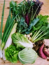 朝採り直送、季節の露地野菜セット(農薬不使用)