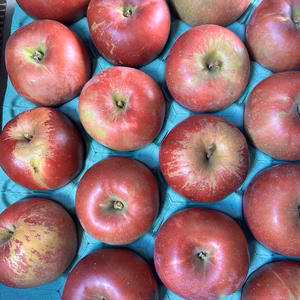 【訳アリ】『紅玉』大玉　青森県産りんご シブ、サビ、ヤケ！加工用などに！