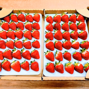 夏の贅沢いちご！プロが使う業務用夏秋イチゴ（信大BS8-9）Mサイズ（60玉入）