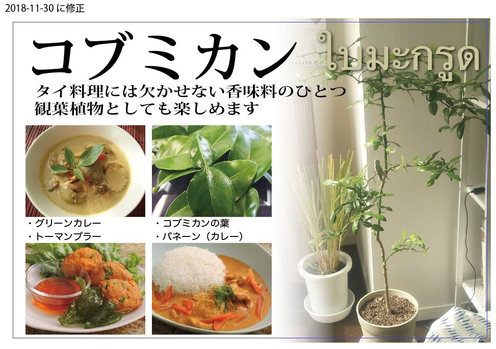 コブミカン鉢植え｜観葉植物の商品詳細｜ポケットマルシェ｜産地直送で旬の食材が生産者(農家・漁師)から届く