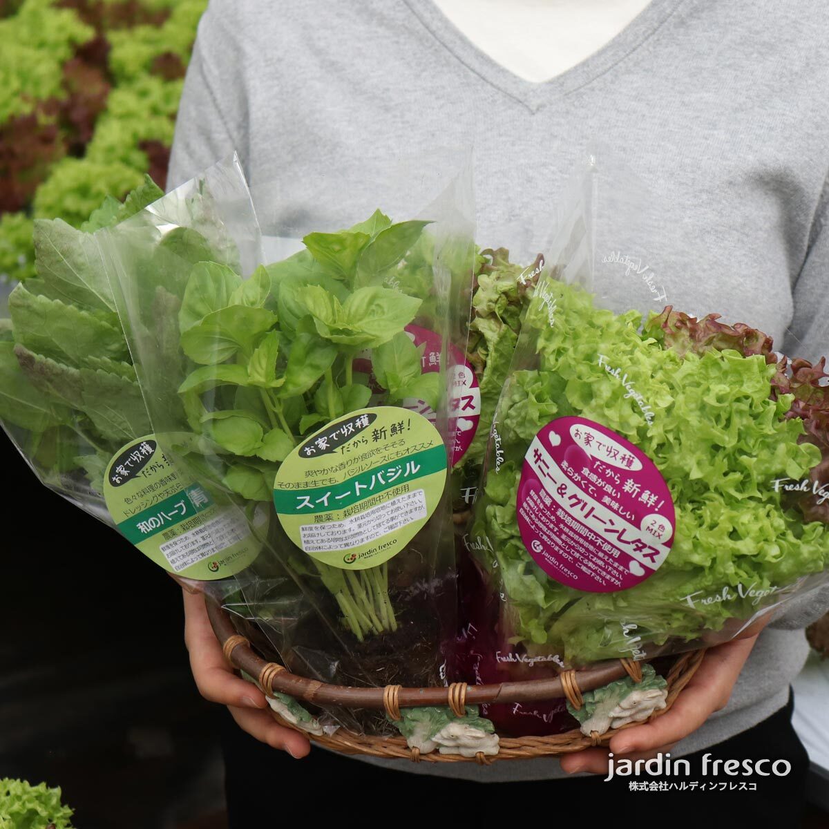 根付き新鮮野菜「レタス・バジル・青じそセット」栽培期間農薬不