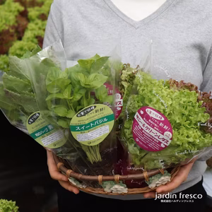 根付き新鮮野菜「レタス・バジル・青じそセット」栽培期間農薬不使用(300168)