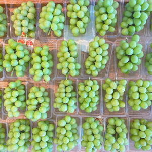 岡山県産　シャインマスカット　訳あり品　1.5キロ粒　【9月〜出荷】