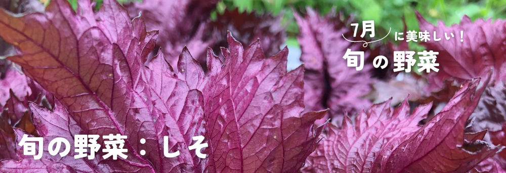 7月に旬のしそ