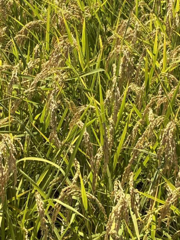 令和7年産アキサカリ