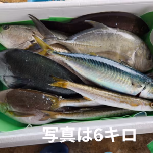 朝どれ6キロセット！！漁師直送