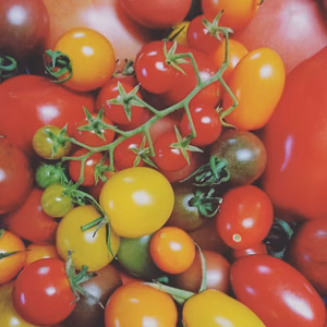 一瞬一旬お野菜お米も入れちゃうセット