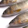 鮎（冷凍・中）～しずかのあゆ～