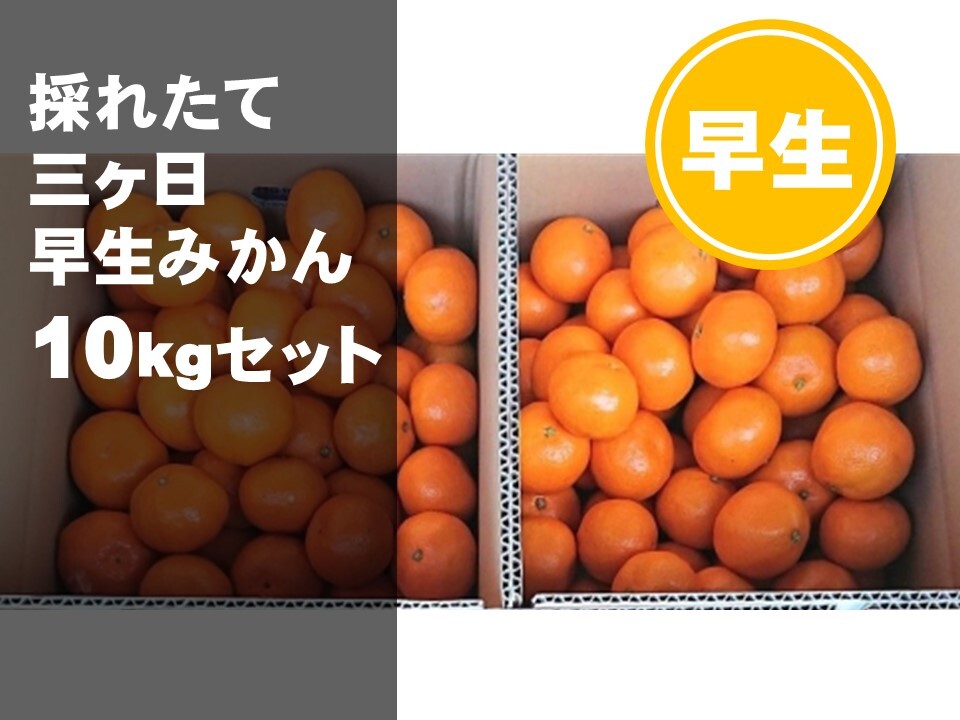 三ヶ日みかん【約10㎏】早生みかん サイズ混合 ｜果物の商品詳細｜ポケットマルシェ｜産直(産地直送)通販 - 旬の果物・野菜・魚介をお取り寄せ