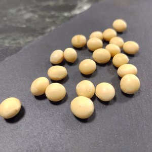 【令和6年産】大粒で甘み、旨みのバランスが良い白大豆「はれごころ」250ｇ