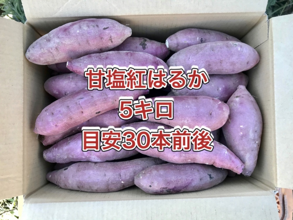 鹿児島産 甘塩サツマイモ箱込み5キロ 農家漁師から産地直送の通販 ポケットマルシェ