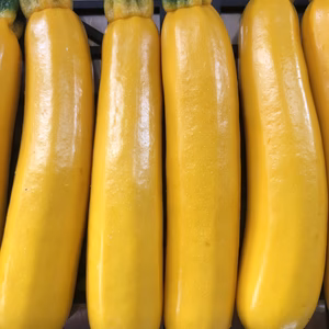 農薬、化学肥料不使用ズッキーニ黄色！（1.8キロ）