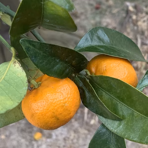 熟シークワーサー　約1kg 訳ありお試し品　期間限定・数量限定