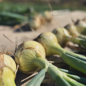  瑞々しい冬の新玉ねぎ✨淡路島産新玉ねぎ　5キロ