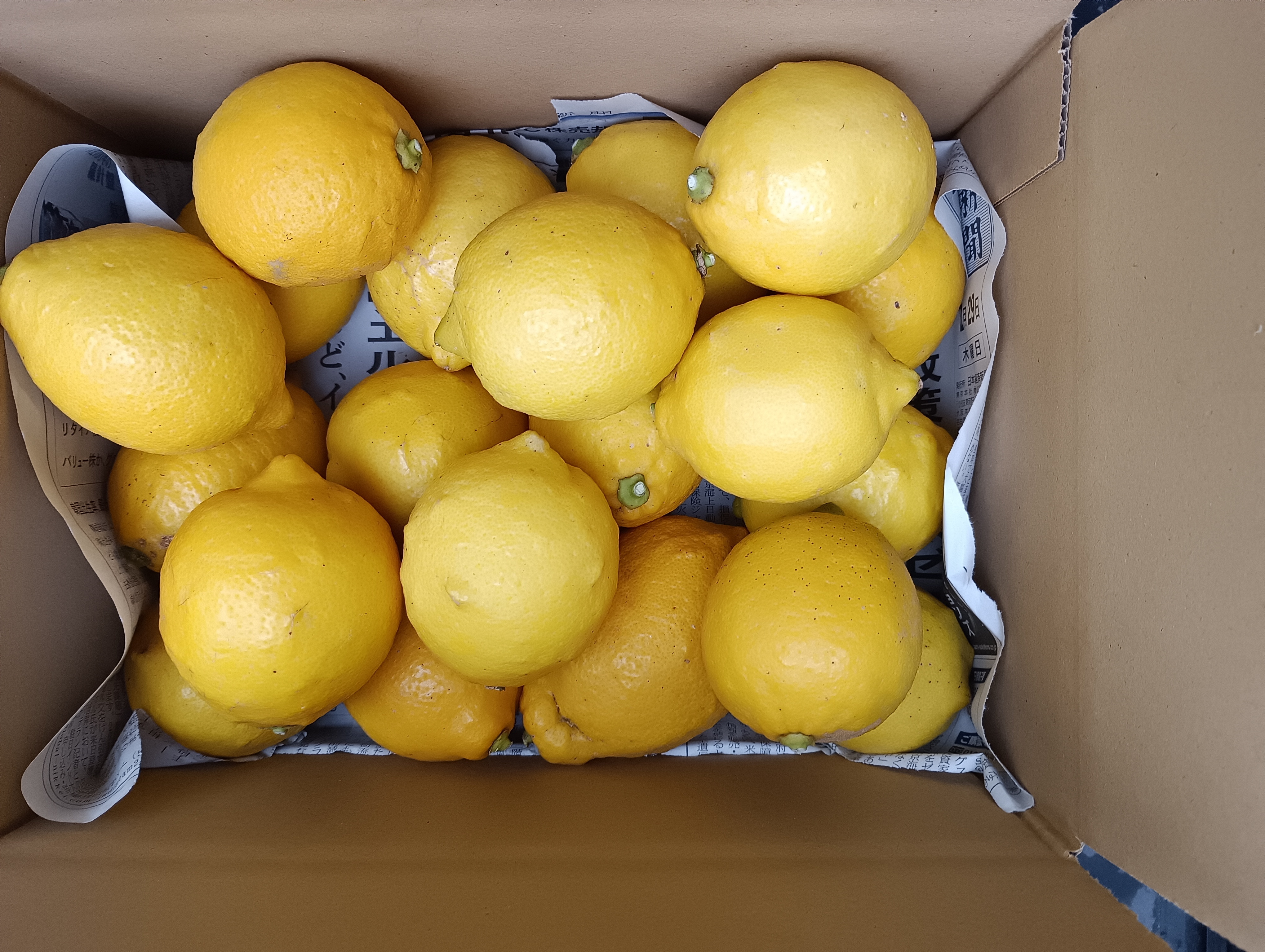 皮も使える広島県産レモン 訳ありの三級品 2kg(約20個入)即日発送可能