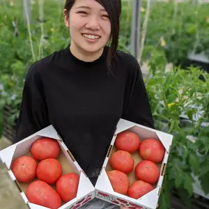 【サイズ希望OK！】規格外でもおいしい大玉トマト/食べきりやすい1.5㎏箱