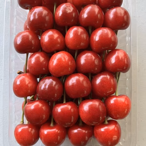 近日中に発送します！【クール便】紅てまり 500g箱 さくらんぼ