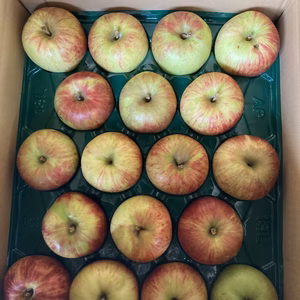 訳あり家庭用サンつがる　りんご10キロ32-50玉入り　農薬節約栽培