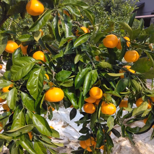 静岡県産　マルチ栽培　田口早生　大小バラバラ　約4.5㎏