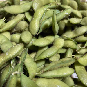 おばあちゃんの美味しい採りたてだだちゃ豆1.5kg　