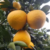 　きれいな完熟　河内晩柑　