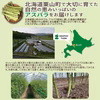 北海道栗山町産 夏の朝どれ濃厚グリーンアスパラ