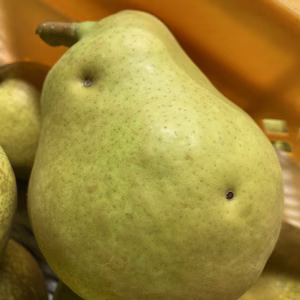 ちょっと訳ありラフランス 5キロバラ詰　箱込み7キロ