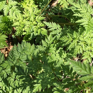 さわやかな香りの山にんじん