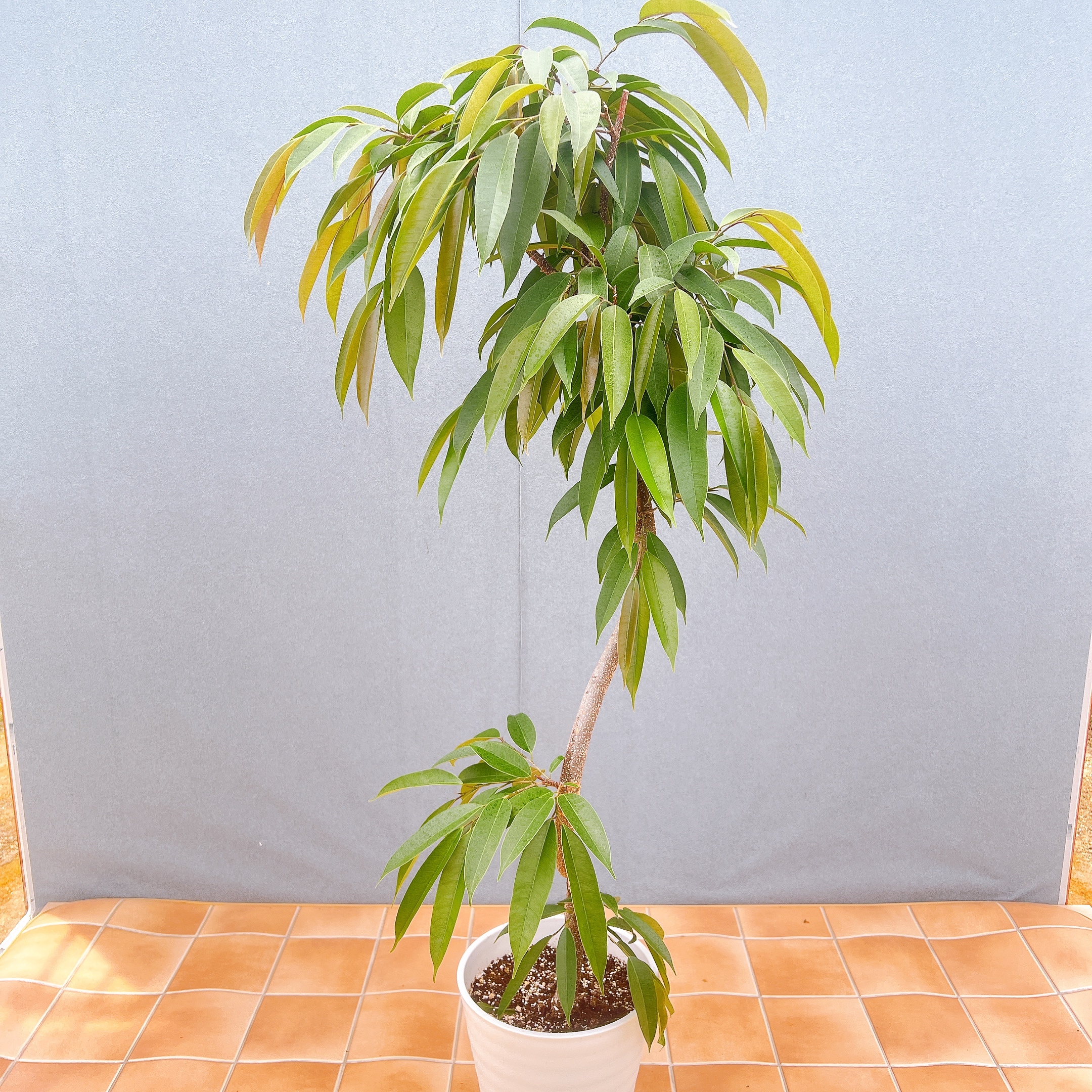 フィカス　アムステルダムキング⭐️曲がり ゴムの木　観葉植物 在庫販売 フィカス ゴムの木 アムステルダムキング 曲がり 観葉植物